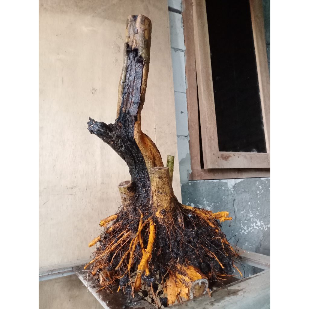 bahan bonsai sisir medium extrim akar muter