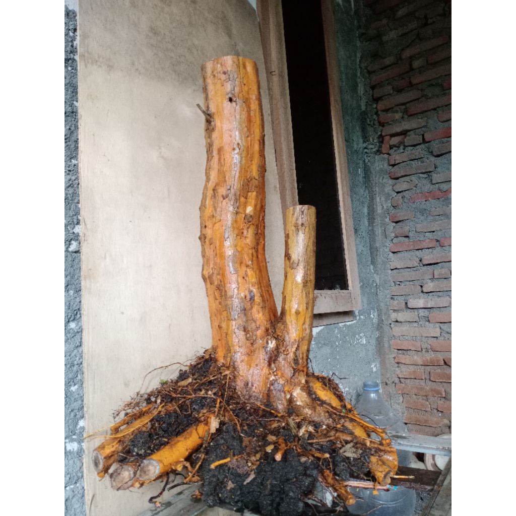 bahan bonsai sisir large tuwin akar super