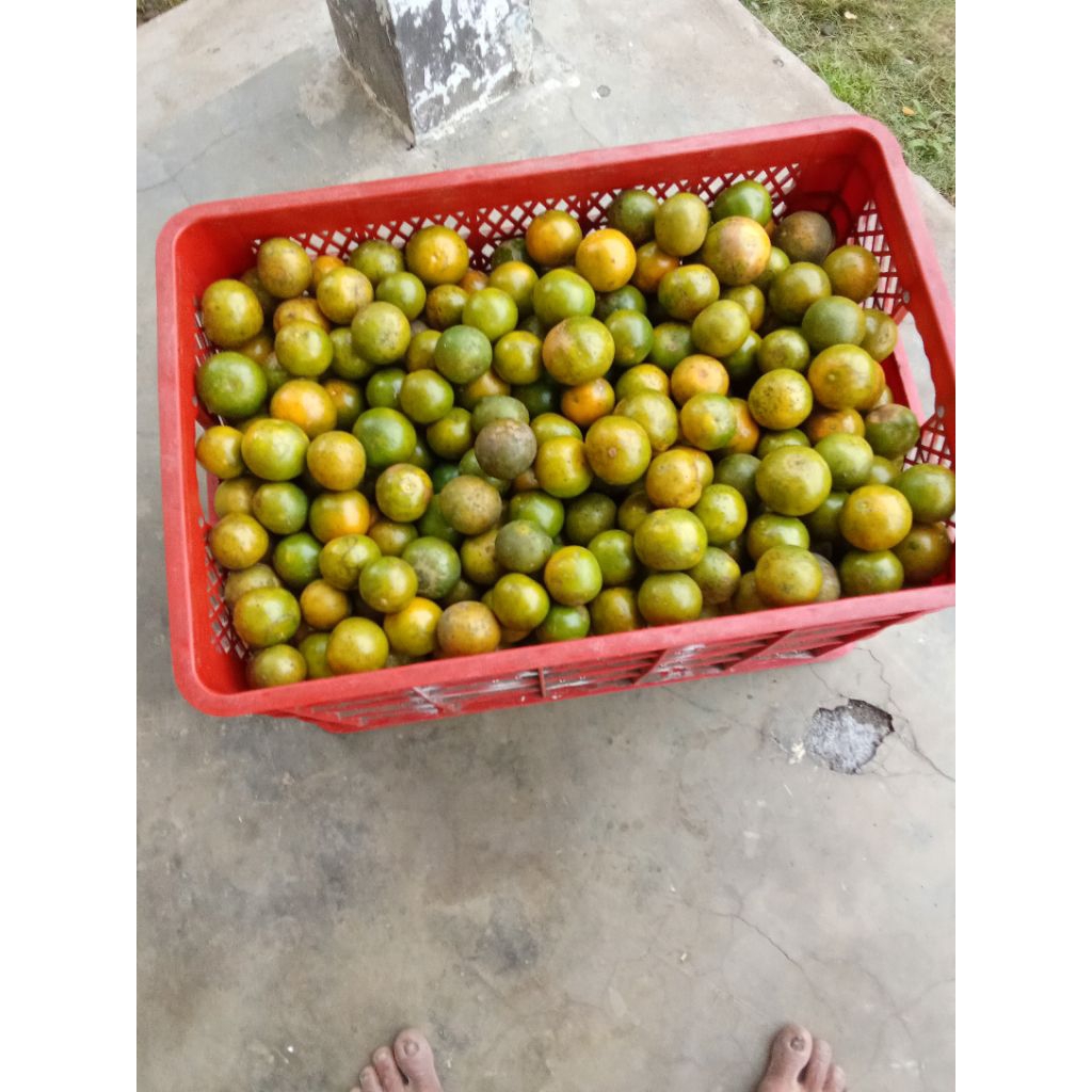 

jeruk semboro manis fresh 5 kg