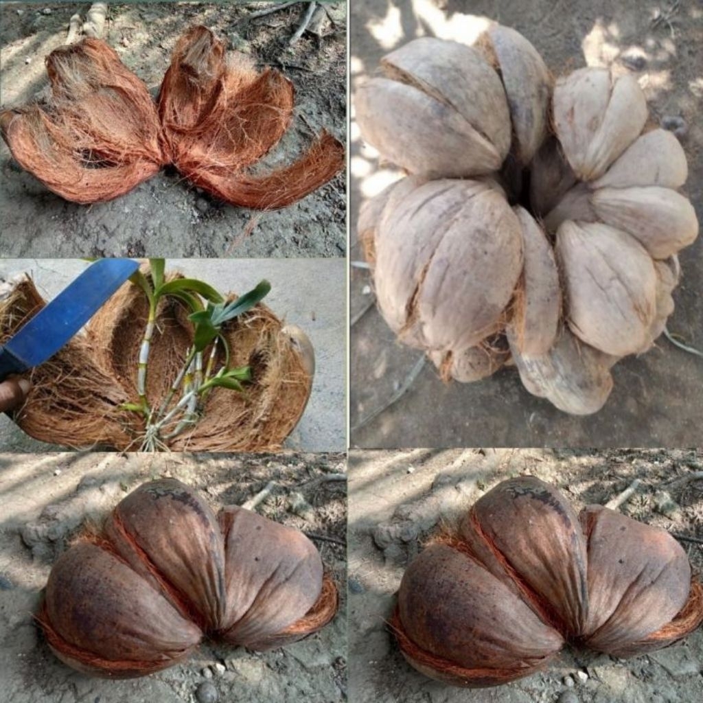sabut kelapa kering/media tanam anggrek