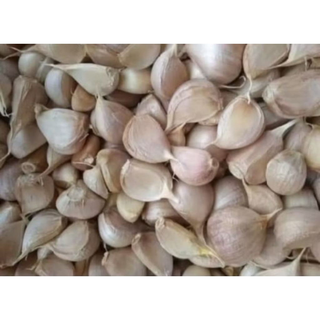 

Bawang putih kating 1 kg