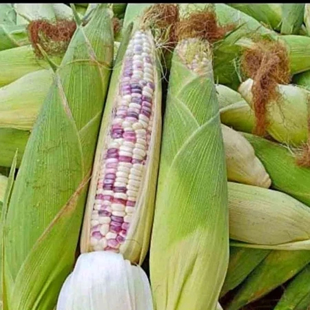 

Jagung Ketan Batik 1 Kg