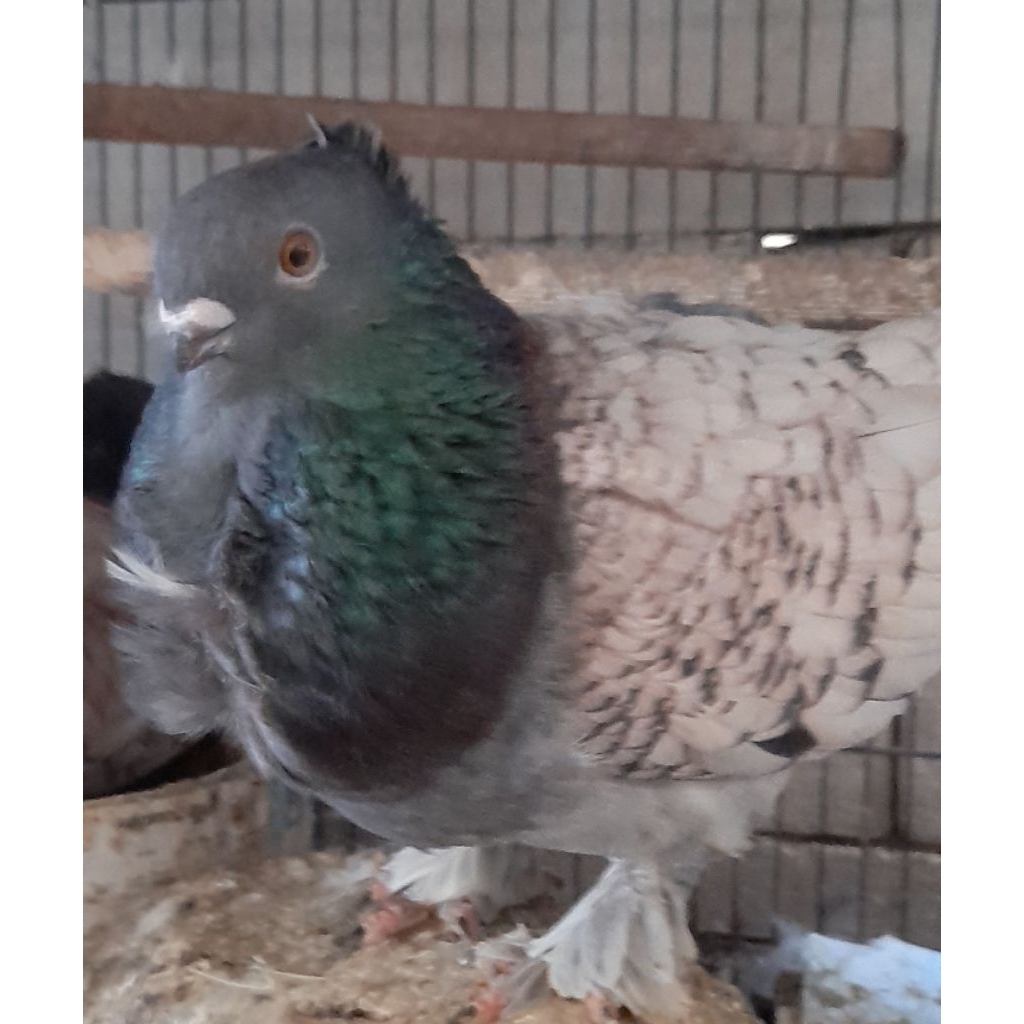 BURUNG MERPATI HIAS BLONDINET INDUKAN  sepasang