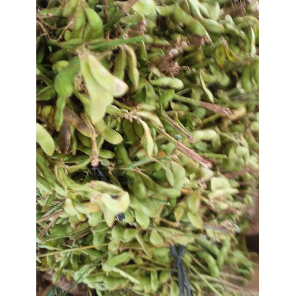 

Sayur Kacang Dele Kedelai Soya kulit mentah