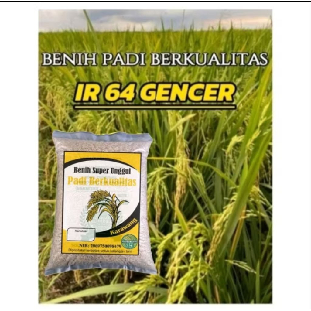 BENIH PADI IR 64 GENCER BERKUALITAS UNGGUL 5KG