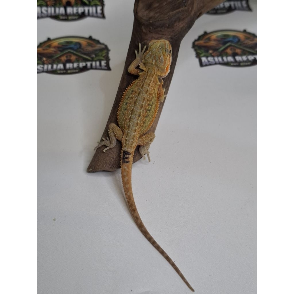 Baby Bearded Dragon Red Hypo Dunner Trans