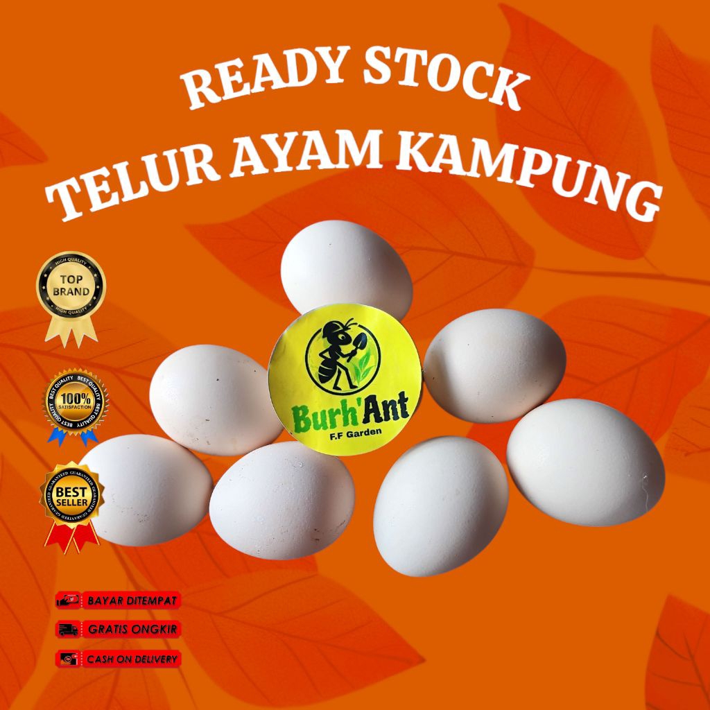 

TELUR AYAM KAMPUNG ASLI DARI KANDANG SENDIRI