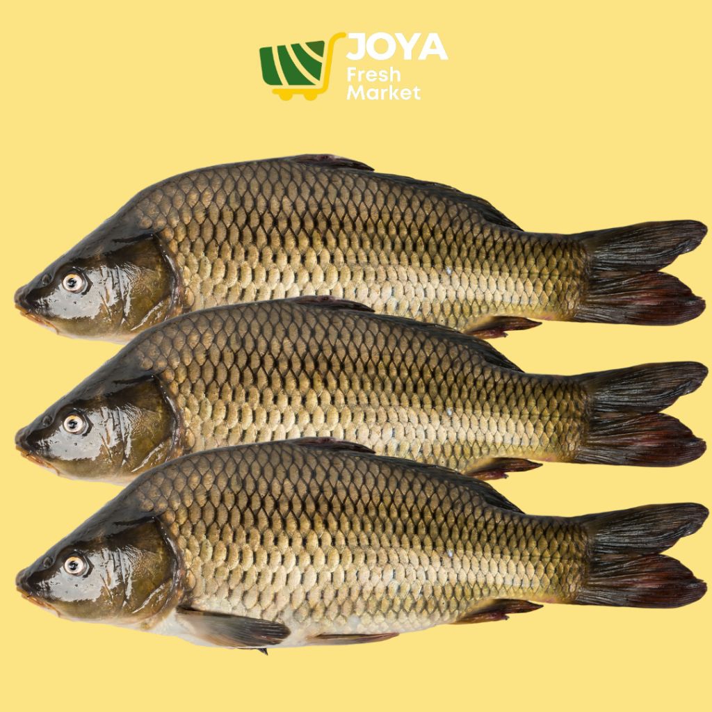 

Joya Fresh - Ikan Mas Danau Toba Hidup/Seafood Segar/Ikan Air Tawar Segar/Ikan Mas Danau Toba Asli Hidup