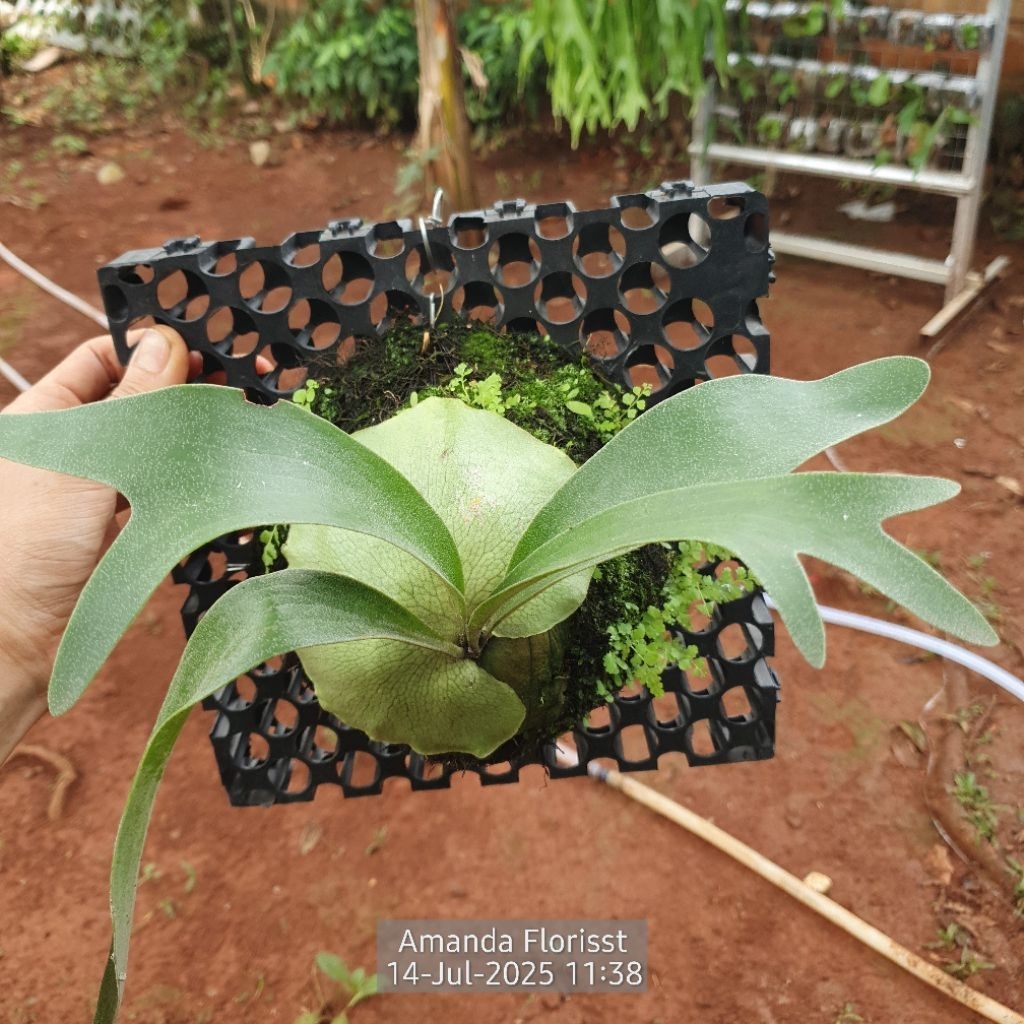 platycerium Veitchii Spore