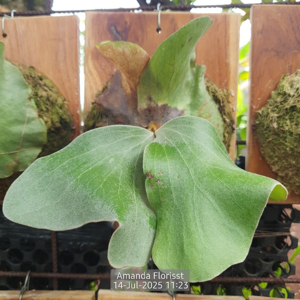 PLATYCERIUM ANTIS ( ANDINUM X ELEPHANTOTIS )