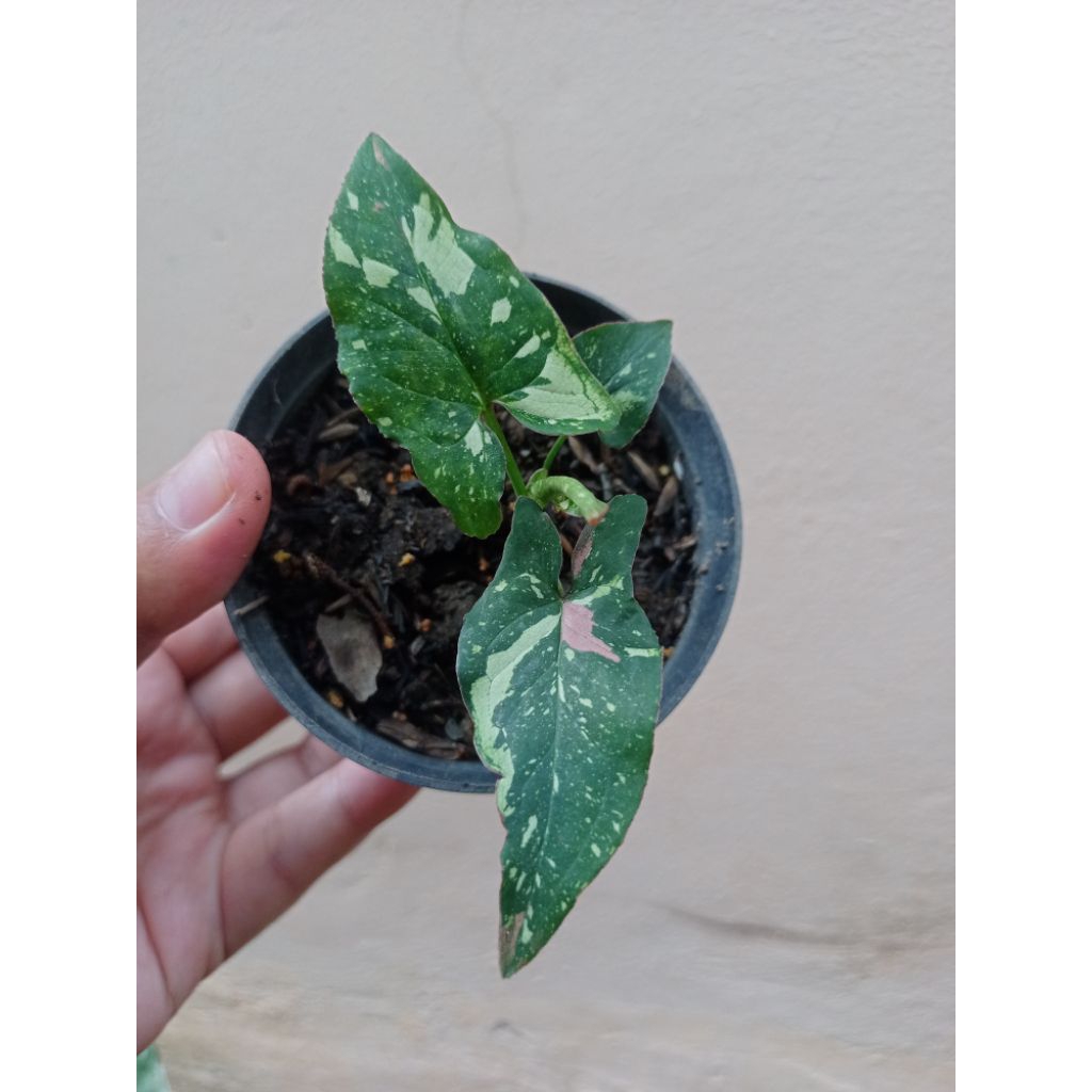 syngonium red spot tri color