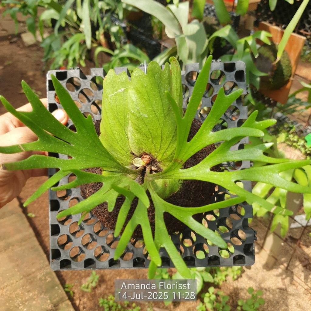 PLATYCERIUM KITSHAKOOD THIN ( CORONARIUM X RIDLEYI )