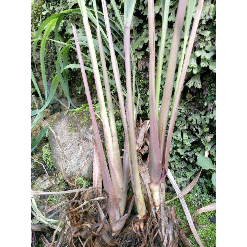 

bibit sereh merah sereh wangi