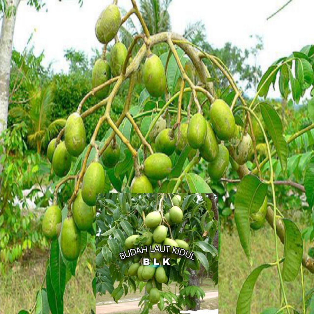 

Buah kedondong mini | buah kedondong mini/hias | 1 pcs = 500 gram