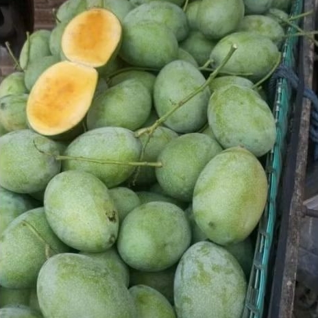 

Buah Mangga Manalagi