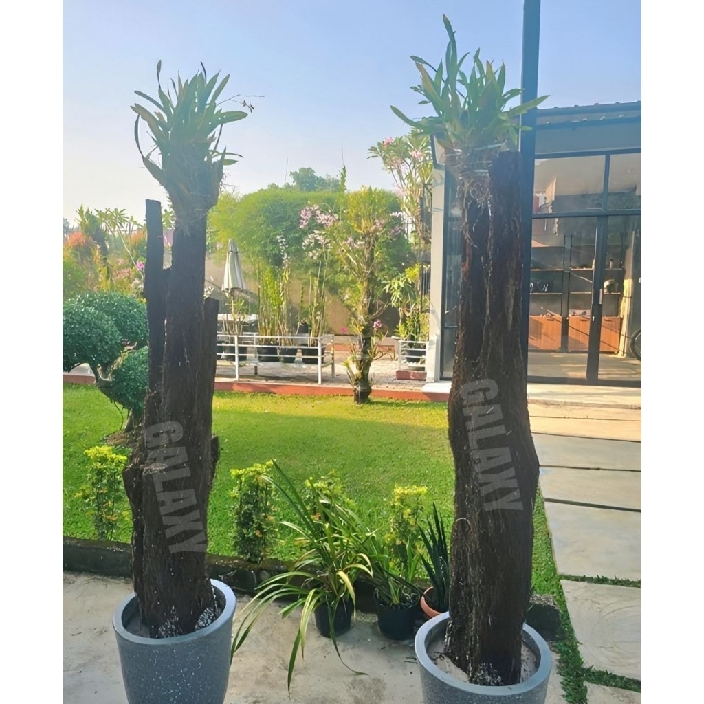 Batang Pakis Media Tempel anggrek /Pohon pakis Media tanam anggrek tinggi 150cm