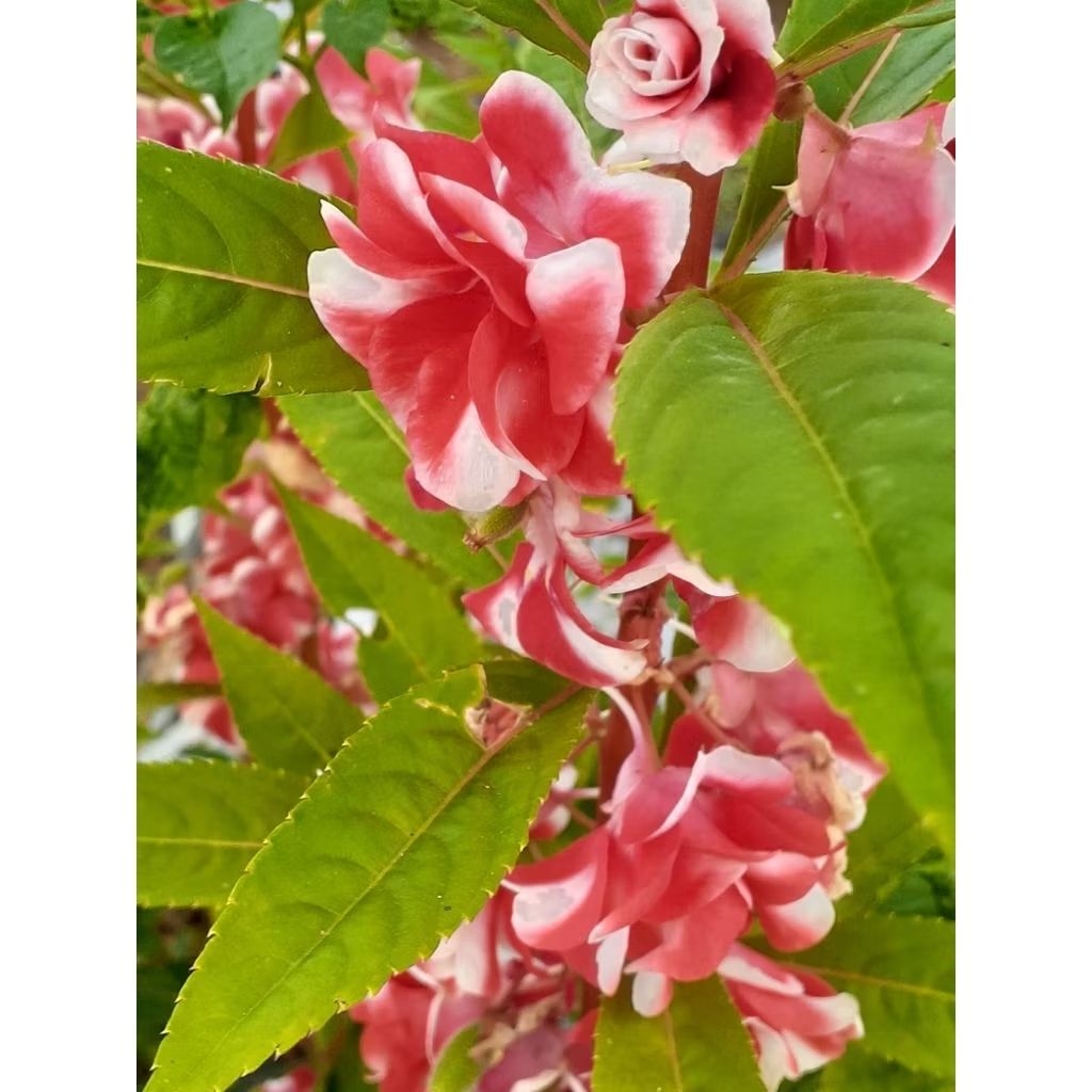 pacar air tumpuk merah gradasi putih 100 benih