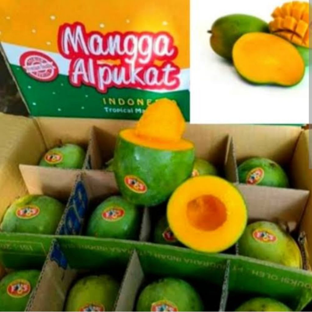 

buah mangga alpukat 1kg bppn