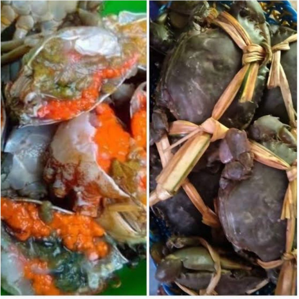 

kepiting telur hidup fress 1kg bppn