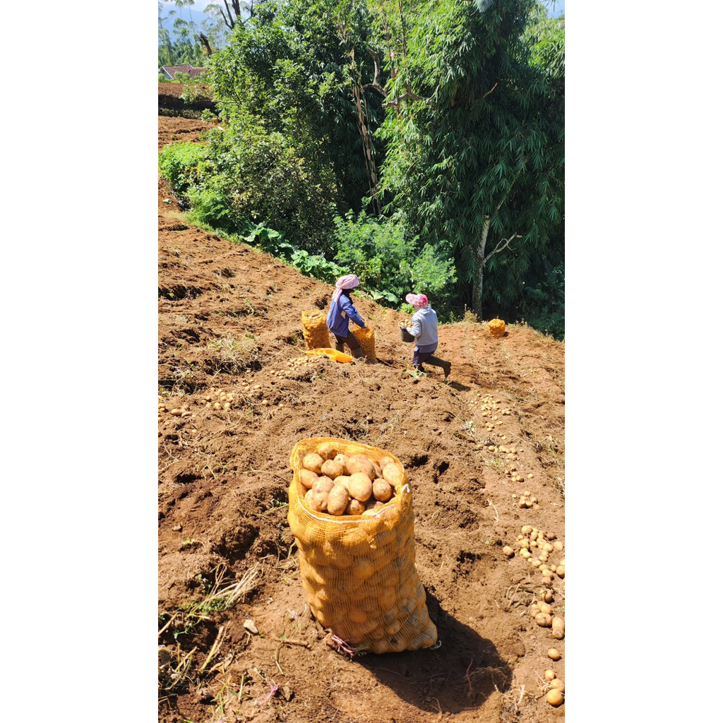 

Kentang 500g Besar Dan sedang hasil tanam sendiri