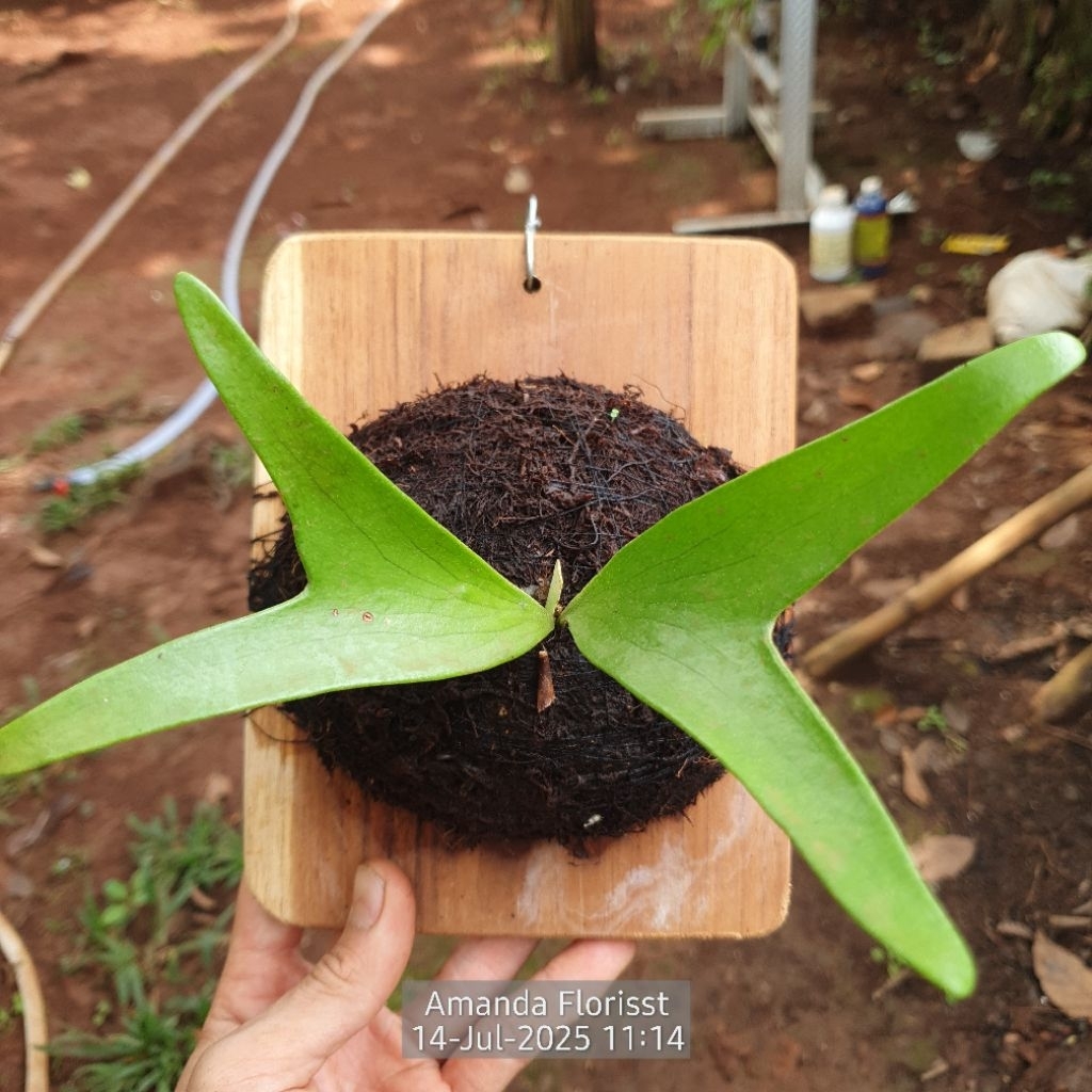 PLATYCERIUM ALCICORNE AFRICA