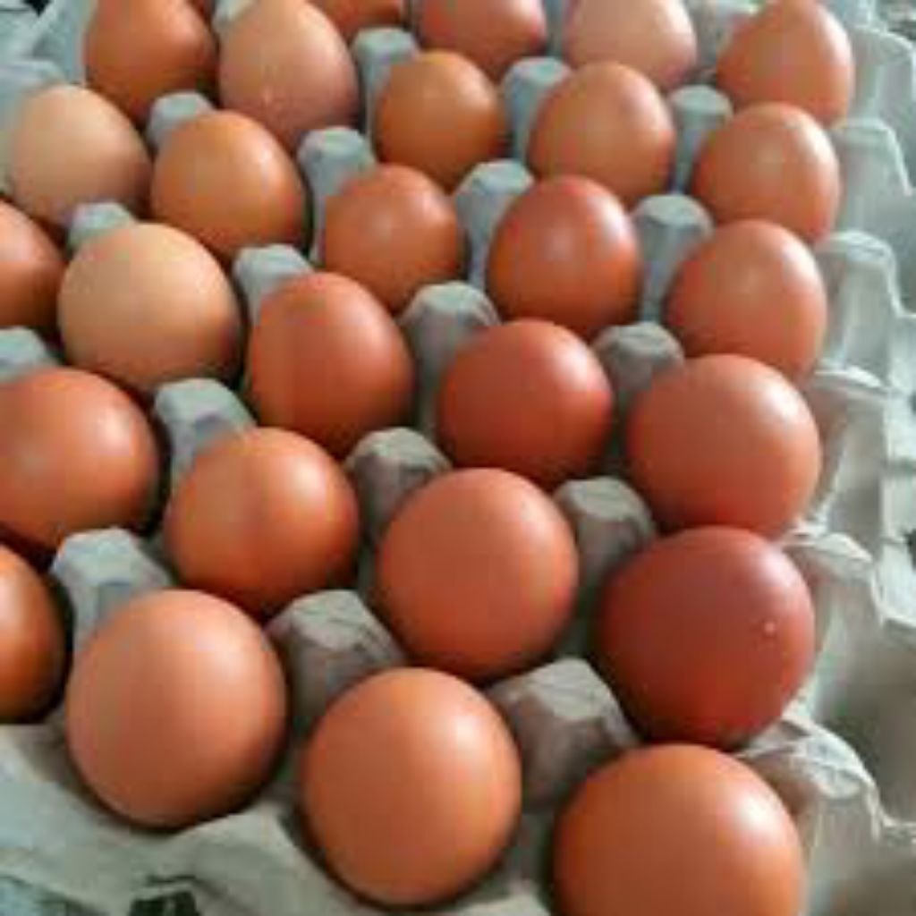 

Telor 1 tray/ 1 krat isi 30pcs