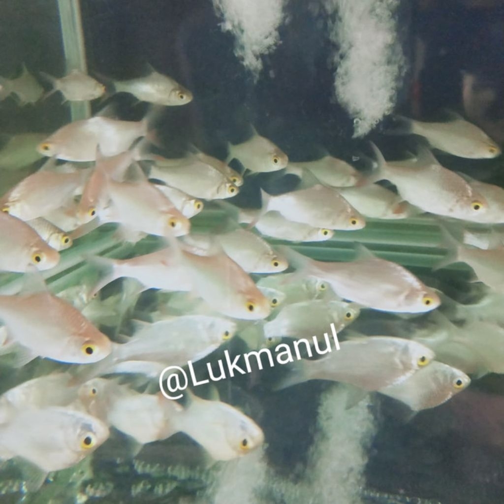 Ikan Kaviat Kapiat Hijau