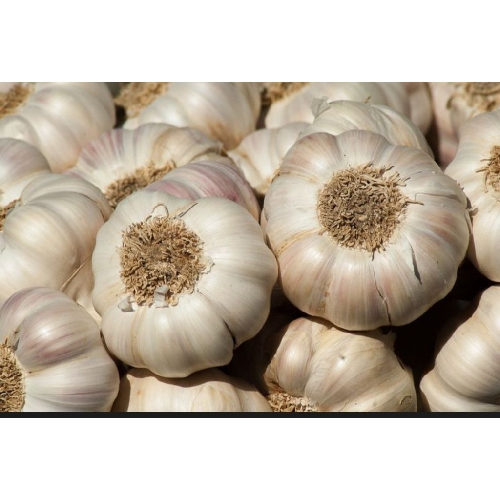 

bawang putih/250 gr