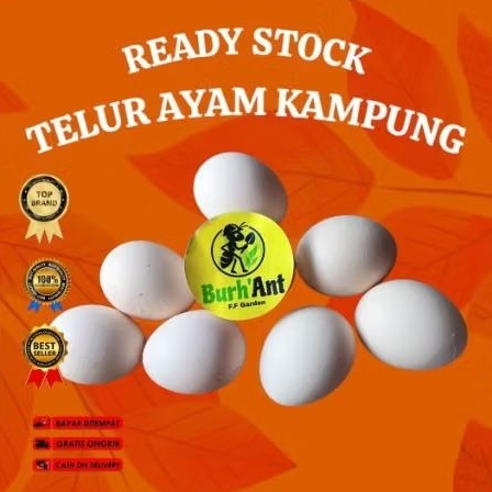 TELUR HIJAU AYAM BIRMA UNTUK DITETASKAN