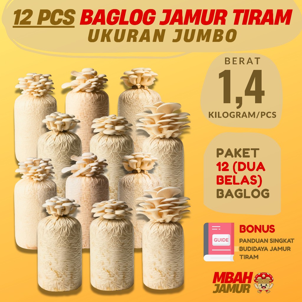 

Paket 12 Pcs Baglog Jamur Tiram Jumbo 1.4kg Grosir Siap Panen + Bonus Panduan Budidaya
