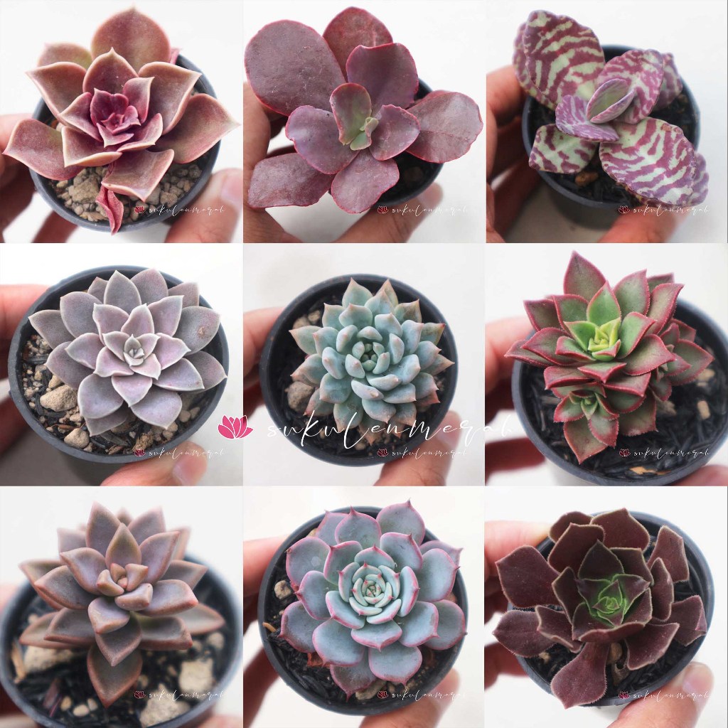sukulen kaktus mini PILIH GRATIS pot bunga sekulen skulen bukan imitasi artificial plastik tanaman h