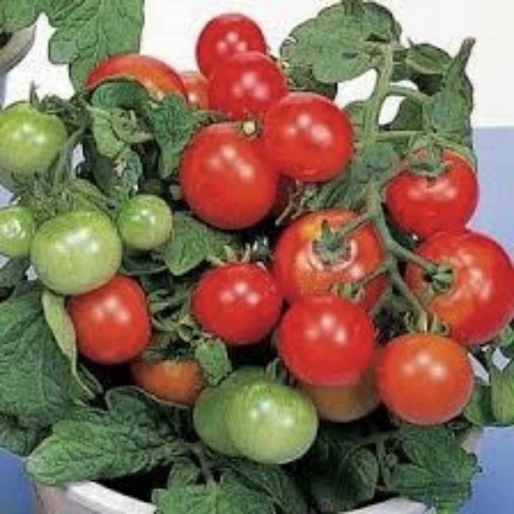 Benih Tanaman Tomato Red Robin ( 10 Butir )