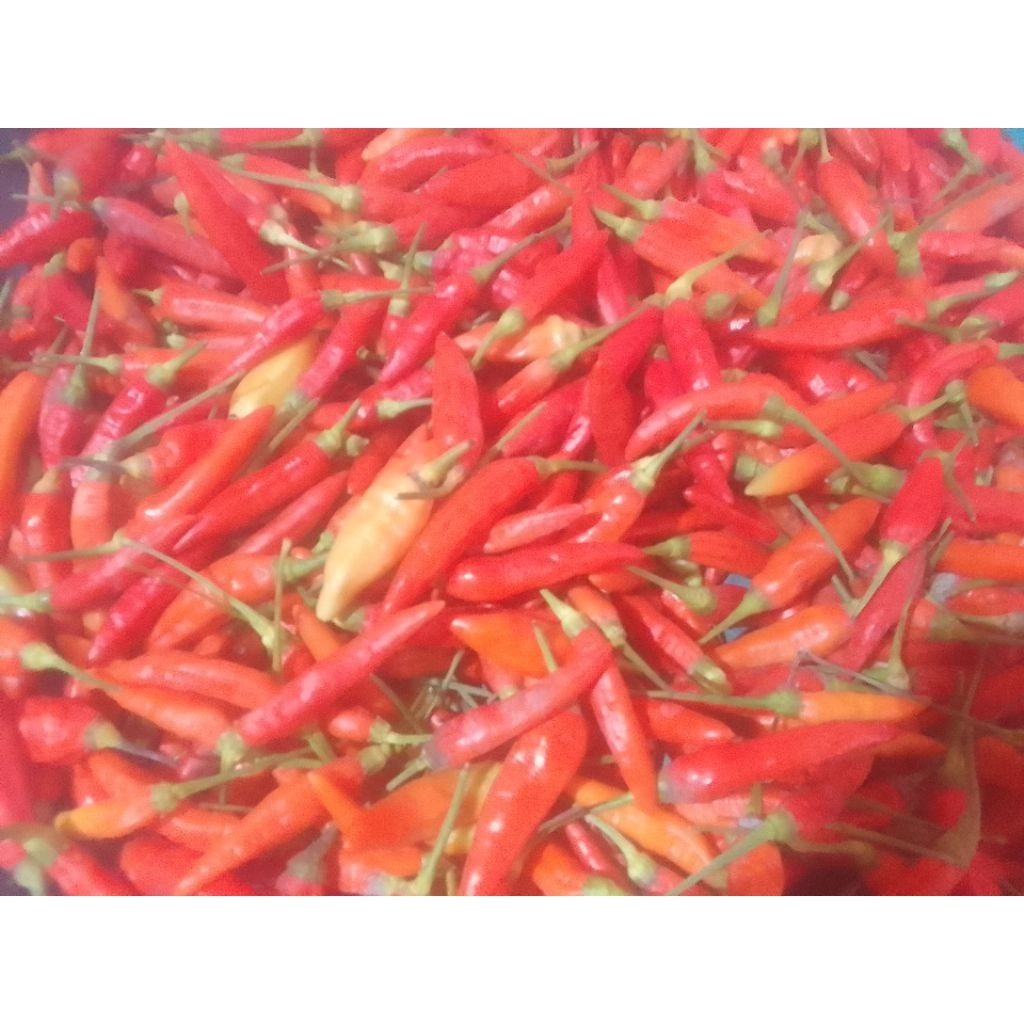 

Cabai Rawit Ori Segar