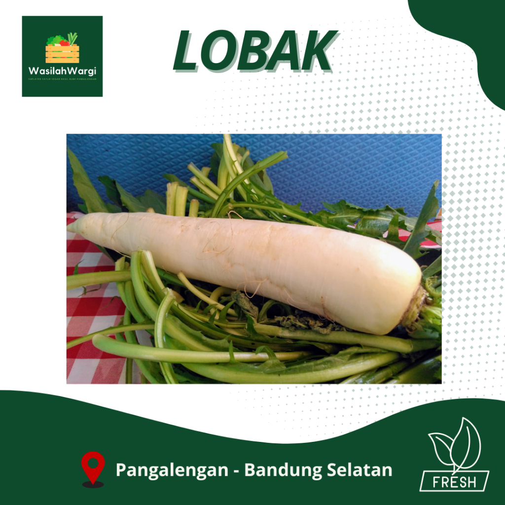 

Lobak Putih Fresh Petani Pangalengan Bandung Selatan 1 Kg