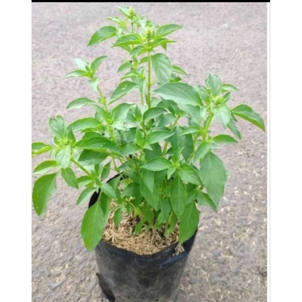 BIBIT KEMANGI SIAP TANAM