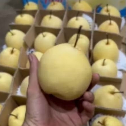 

Buah Sweet Pear Madu Per 1 dus karton