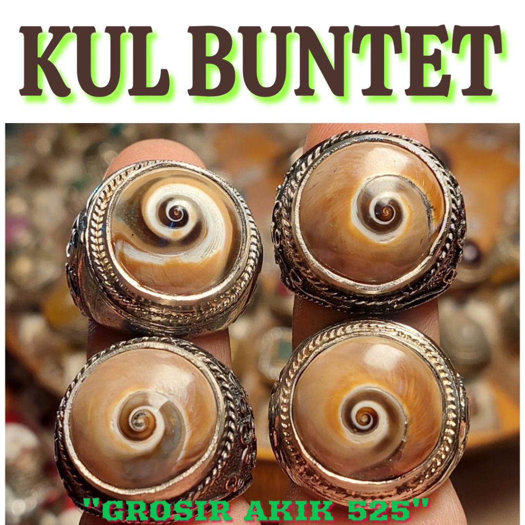 cincin keong kul buntet asli alam / keong pusar bumi