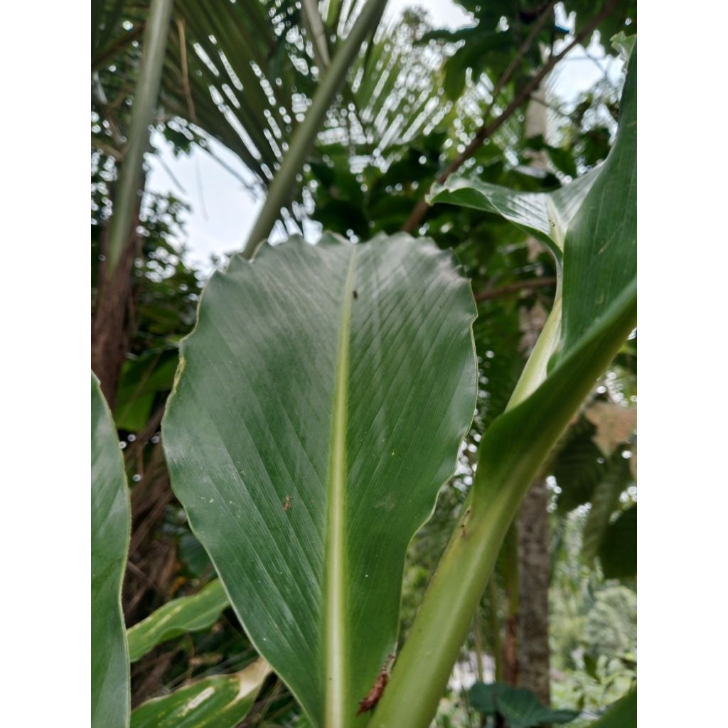 

Daun kapulaga/100 lembar