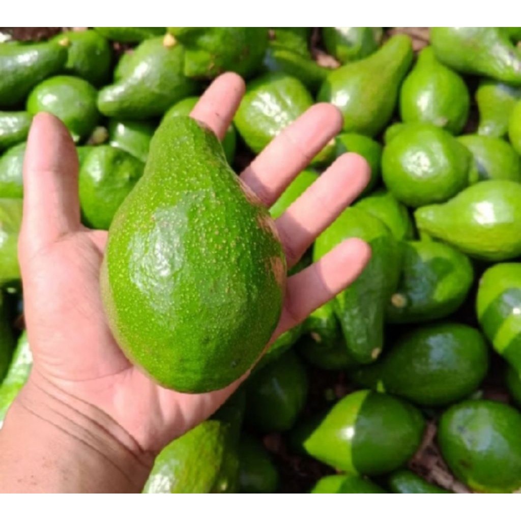 

Forcysn Alpukat Mentega Besar Jumbo 1Kg Isi 3 Dan 4