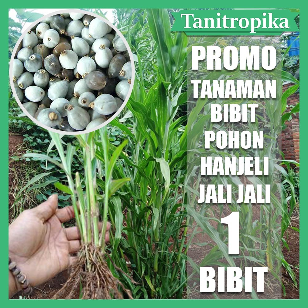 Bibit tanaman herbal pohon hanjeli jali jali toko tani tropika