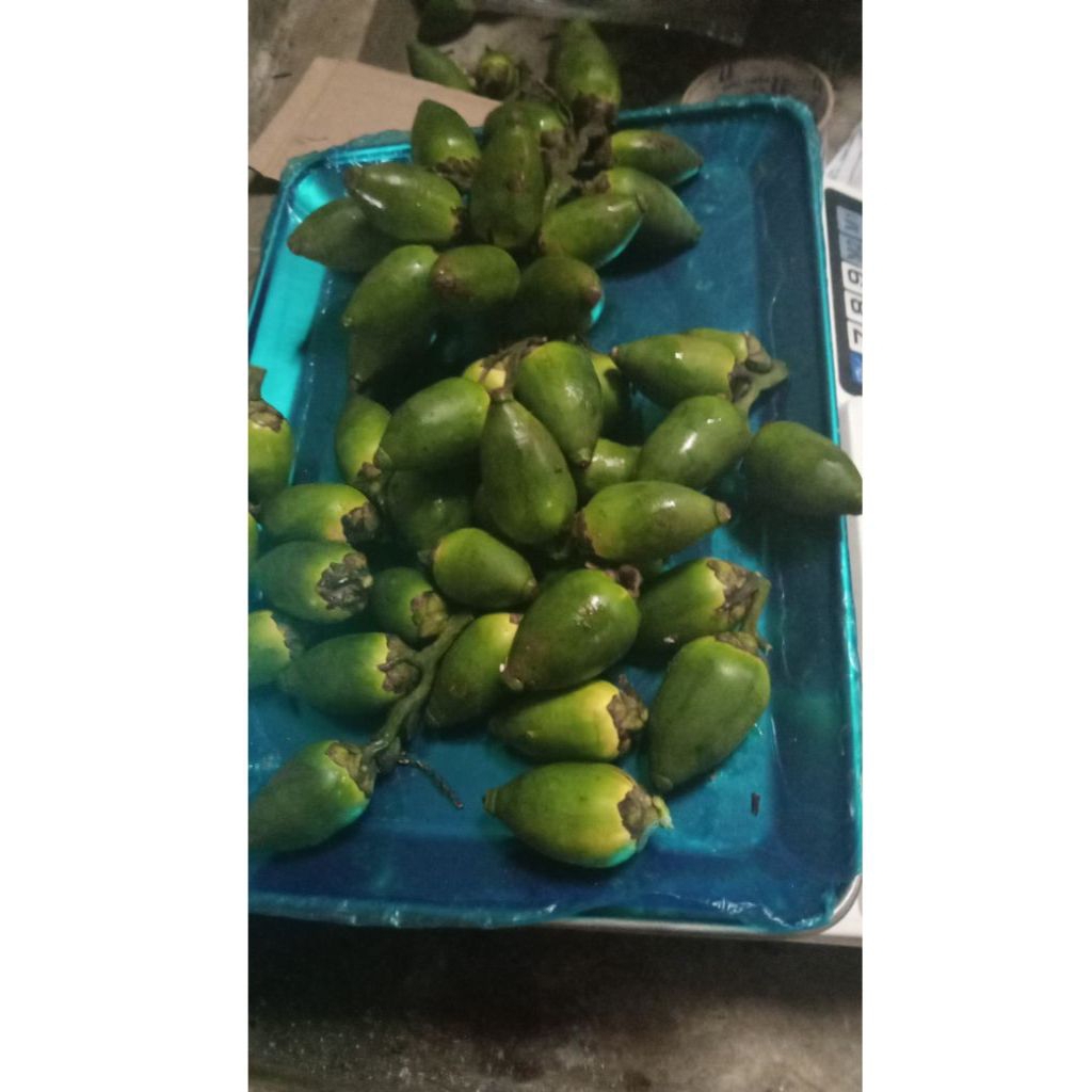 

buah pinang muda segar 1kg
