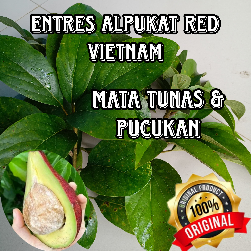 ENTRES PUCUKAN ALPUKAT RED VIETNAM BERKUALITAS UNGGUL READY STOK