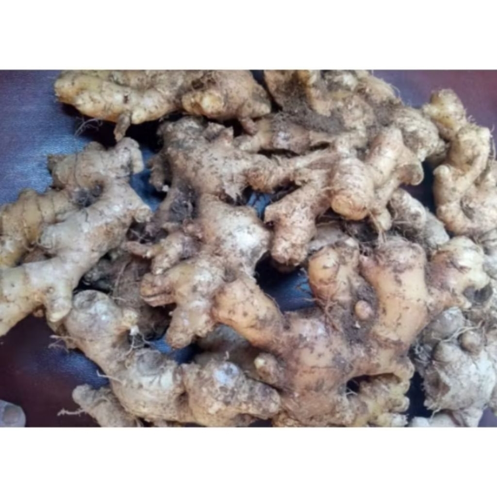 

Jahe Emprit Segar 200 gram