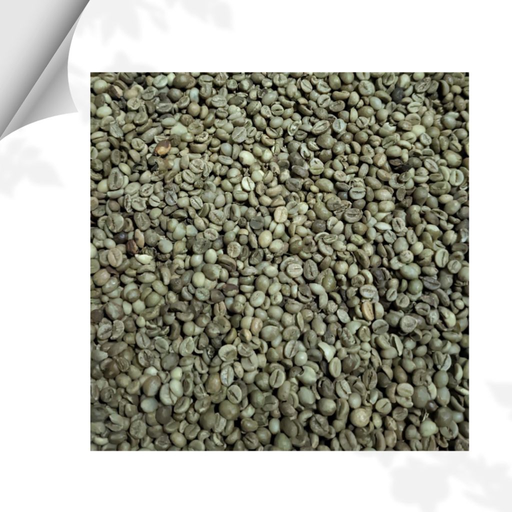 

Biji Kopi Robusta Asalan Green Bean 1Kg – Cocok untuk Roaster & UMKM