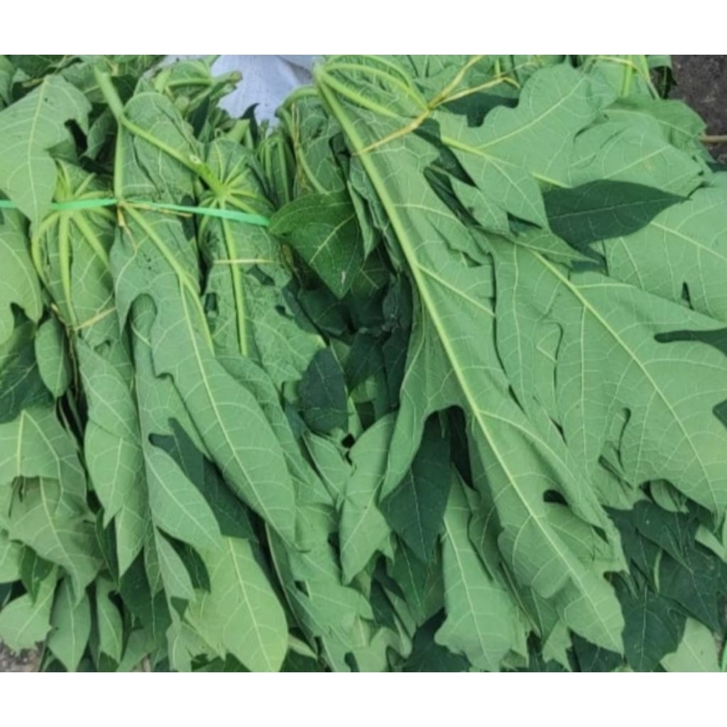 

(gojek) satu ikat Daun pepaya segar di petik dadakan