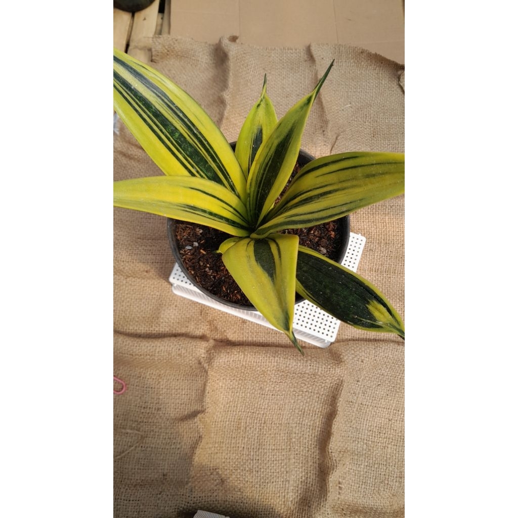 Sansevieria Golden Flame diameter pot 20 cm