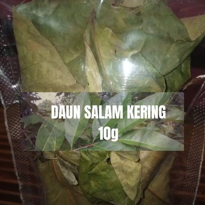 

DAUN SALAM KERING