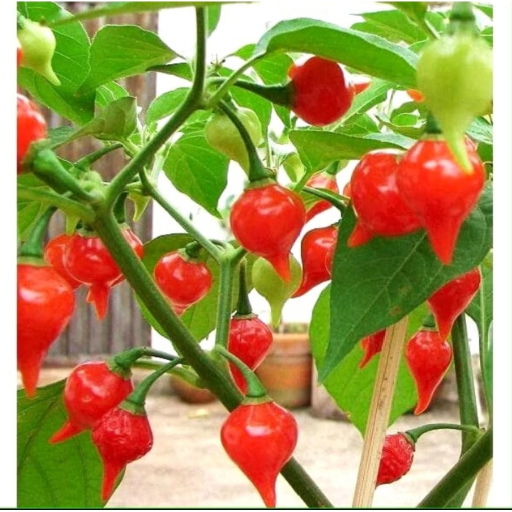 

( 5 butir )benih biji cabe unik red cupentinho | cabe hias