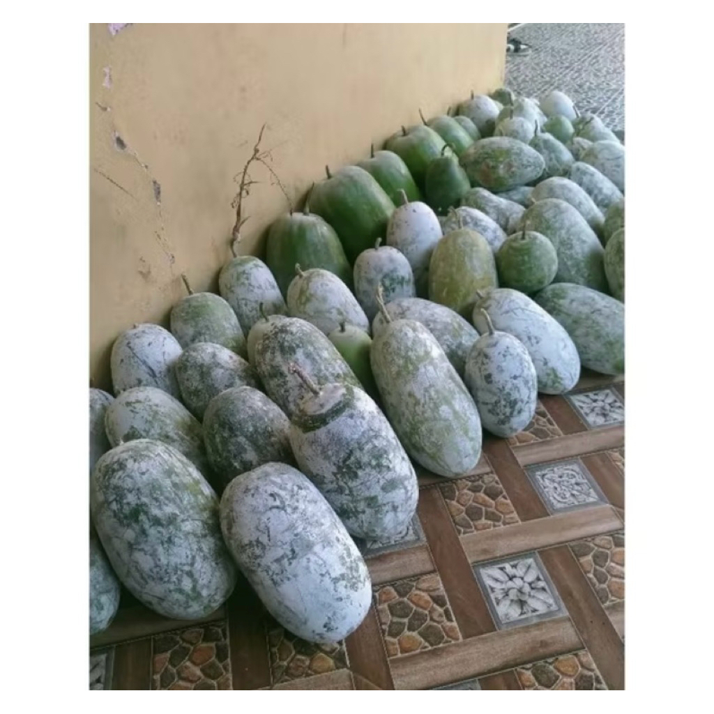 

murah sale !!! buah bligo atau buah kundur atau winter melon 2 - 2,3 kg (bergaransi)