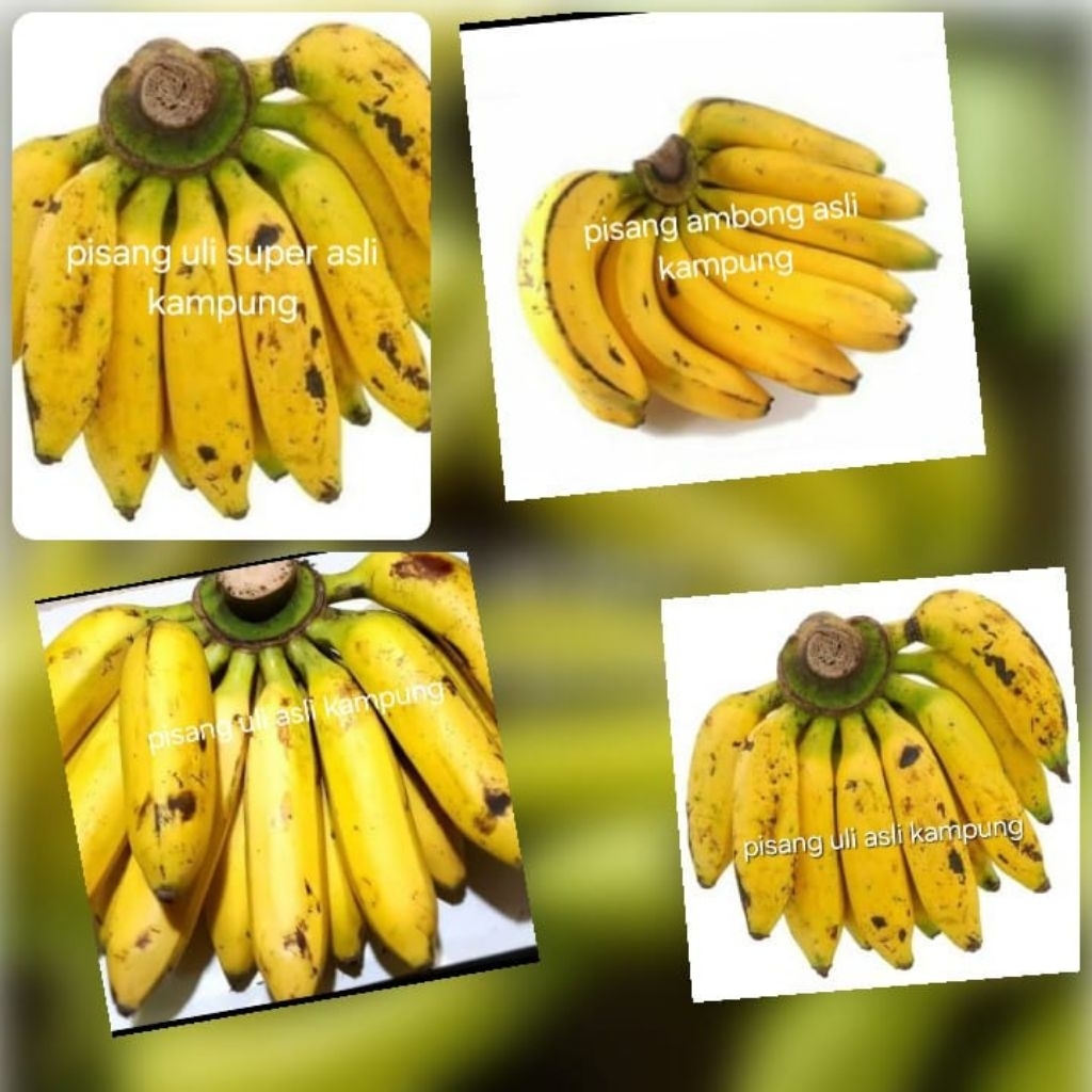 

pisang.uli.super.besar.1klo